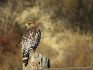 red shouldered hawk